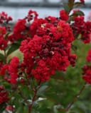 Ruffled Red Magic Crape Myrtle with dense clusters of vivid red flowers and green foliage