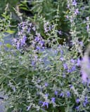 Russian Sage Crazy Blue - Main Image