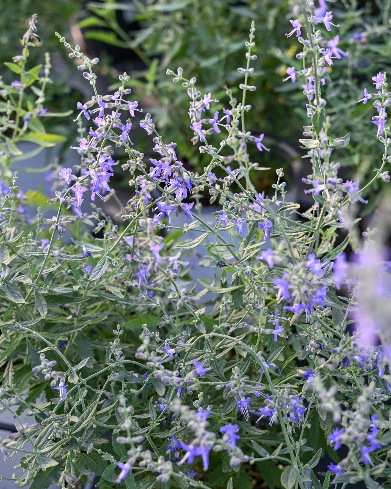 Russian Sage Crazy Blue
