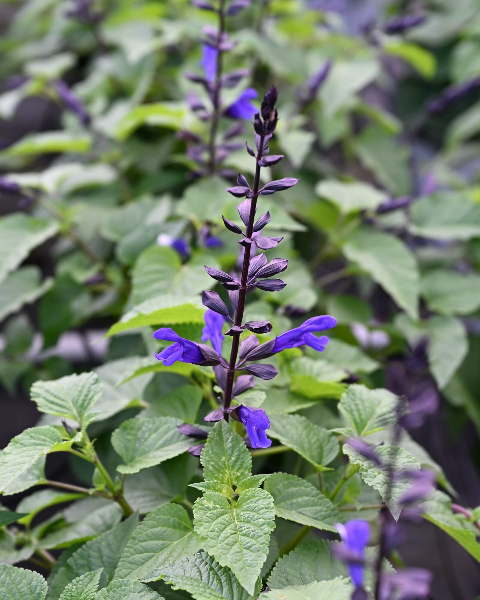 Salgoon Lake Blueberry Salvia