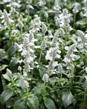 Sallyfun Pure White Salvia with white flower spikes and green foliage