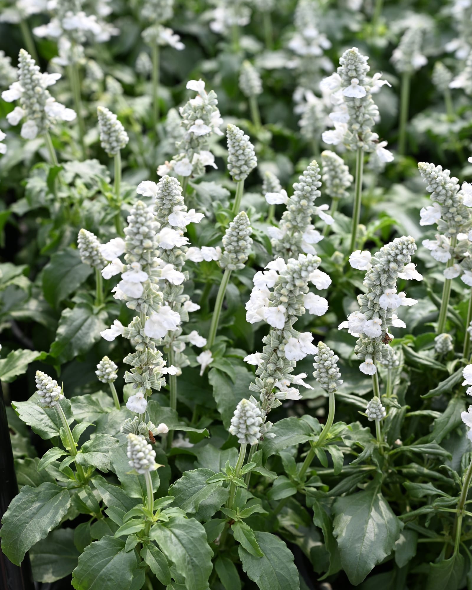 Sallyfun Pure White Salvia white blooms Sallyfun Pure White Salvia with white flower spikes and green foliage