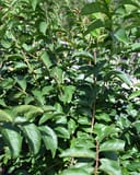 Sarah's Favorite Crape Myrtle with dense glossy green foliage in a nursery container