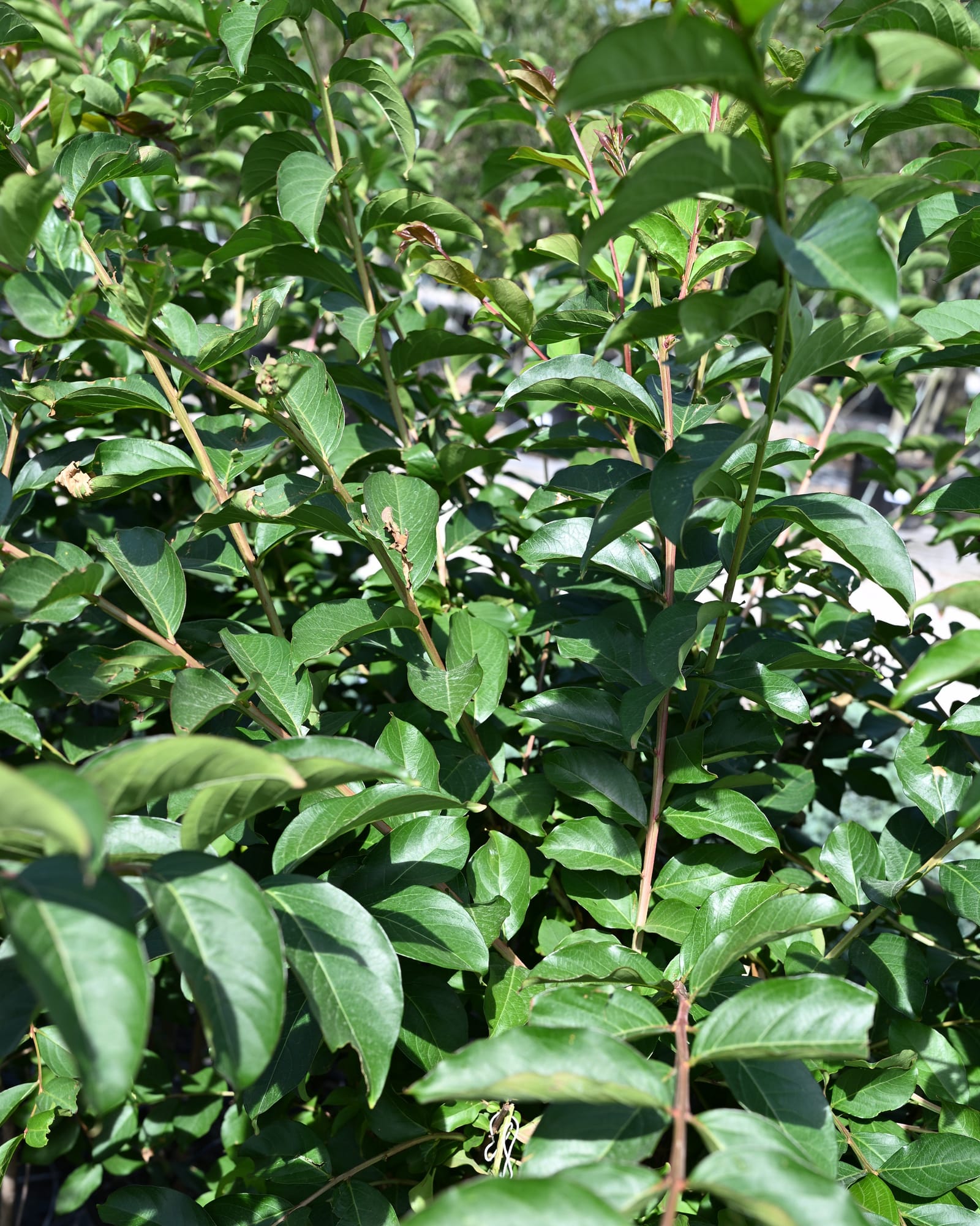 Sarah's Favorite Crape Myrtle
