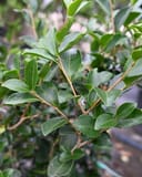 Setsugekka Camellia with glossy green leaves and branching stems in a nursery container