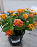 Shamrock Orange Flame Lantana with orange and pink flower clusters in a nursery container