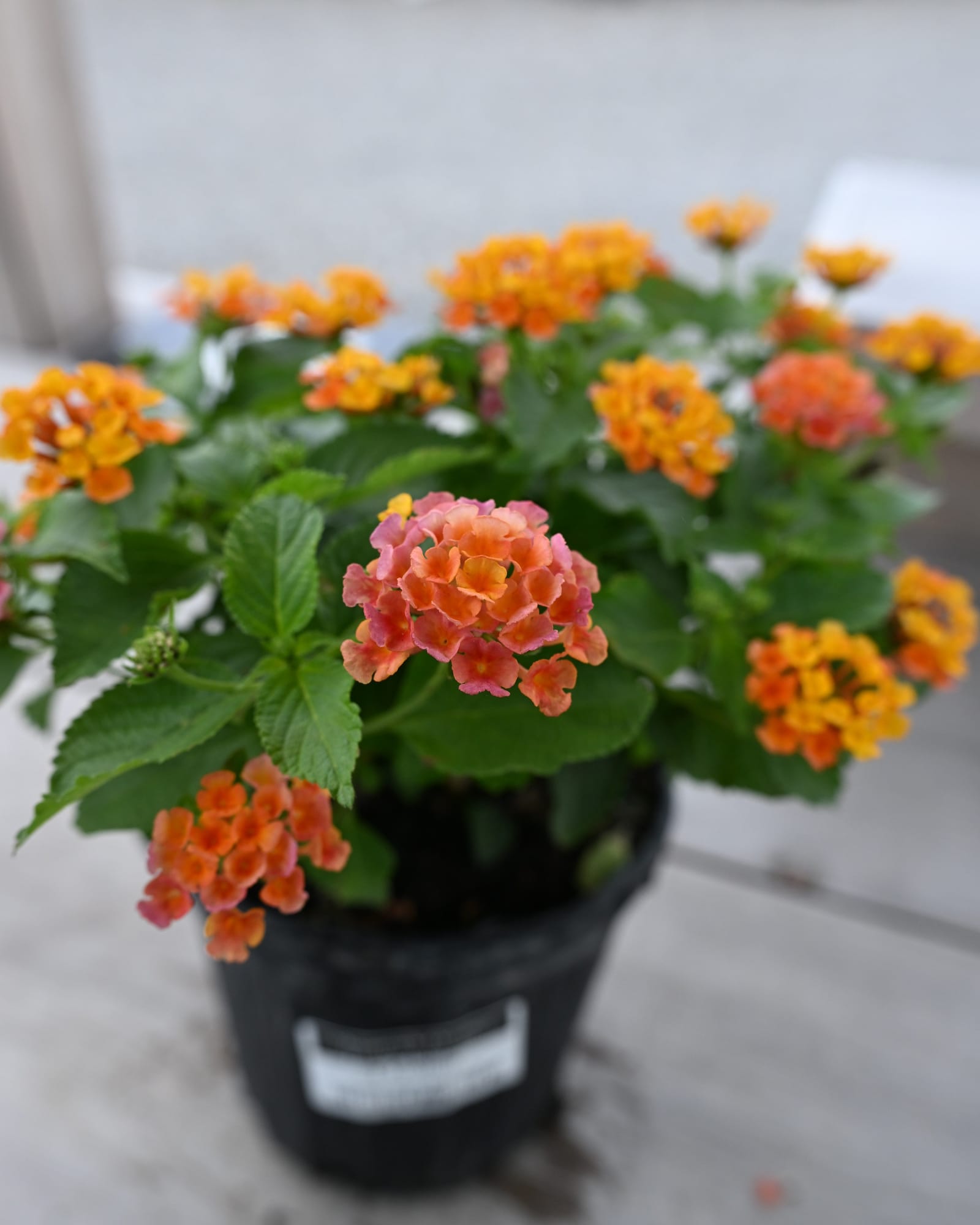 Shamrock Orange Flame Lantana
