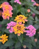 Shamrock Rose Gold Lantana with orange and pink flower clusters and dark green foliage