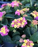 Shamrock Rose Lantana with clusters of pink, yellow and peach flowers among dark green leaves