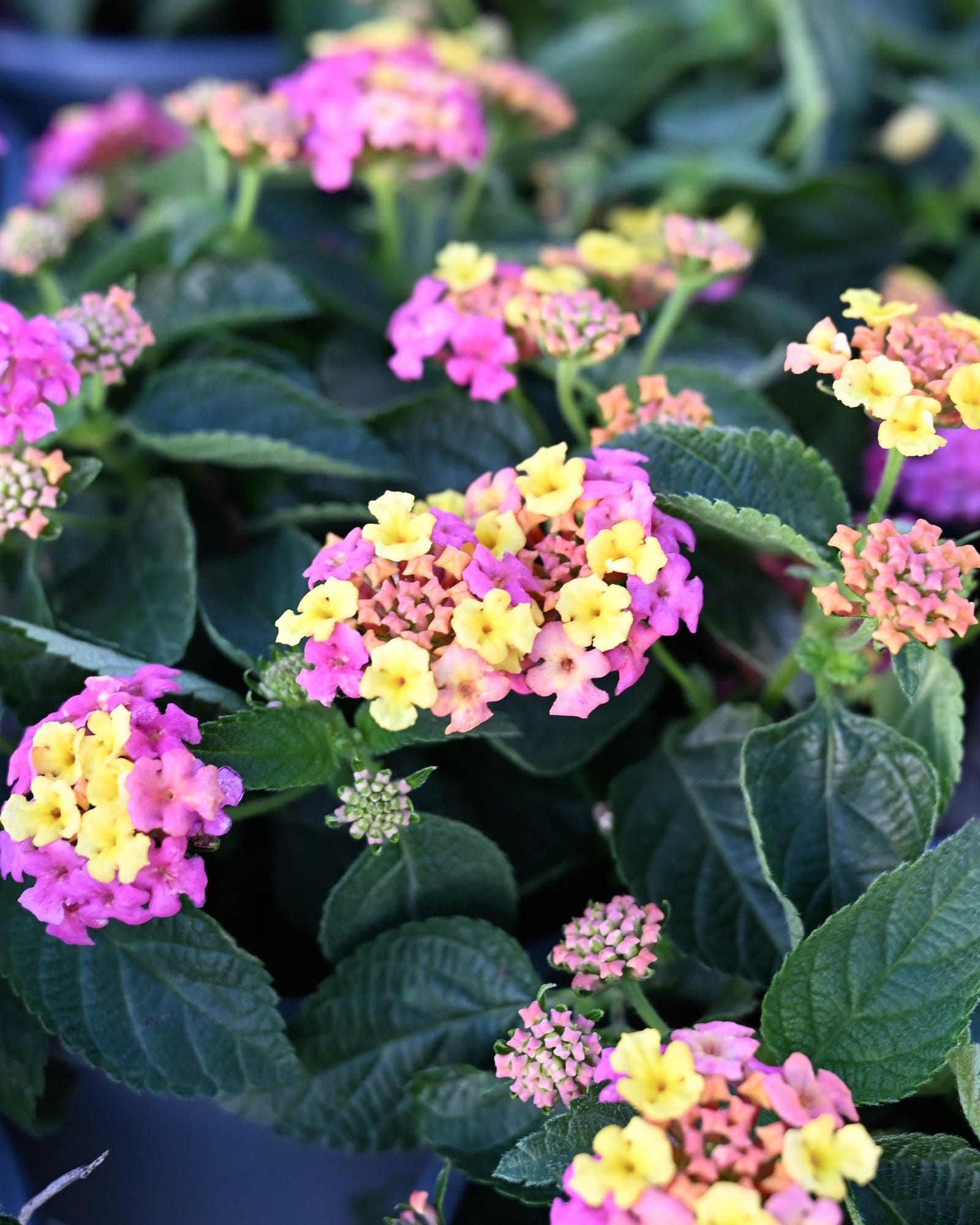 Shamrock Rose Lantana multicolor flowers Shamrock Rose Lantana with clusters of pink, yellow and peach flowers among dark green leaves