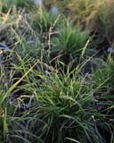 Sideoats Grama with slender green blades and drooping seed spikes in a dense planting
