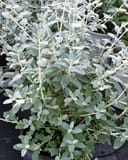 Silver Bush Germander with silvery foliage growing in a nursery container