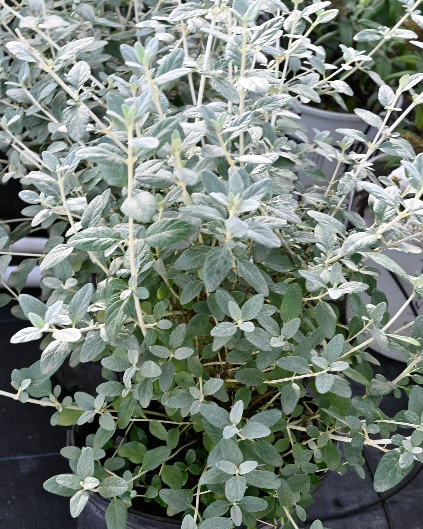 Silver Bush Germander silvery foliage Silver Bush Germander with silvery foliage growing in a nursery container
