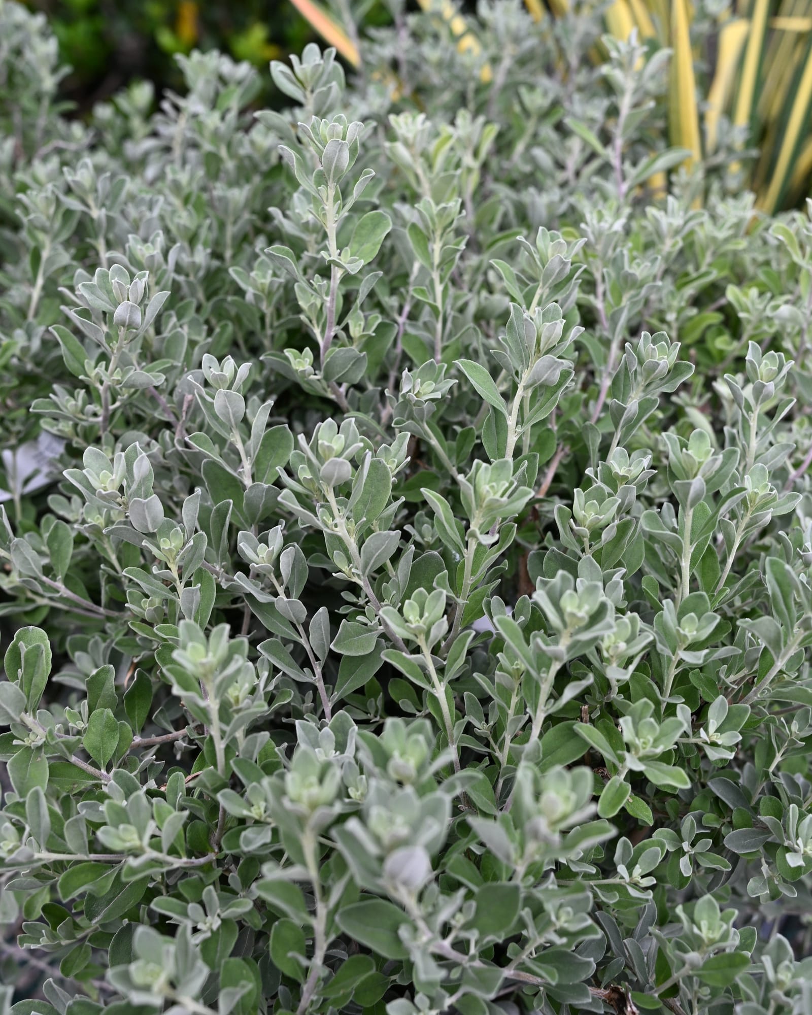 Silver Dream Texas Sage
