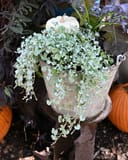 Silver Falls Ponyfoot spilling from a weathered pedestal planter among pumpkins