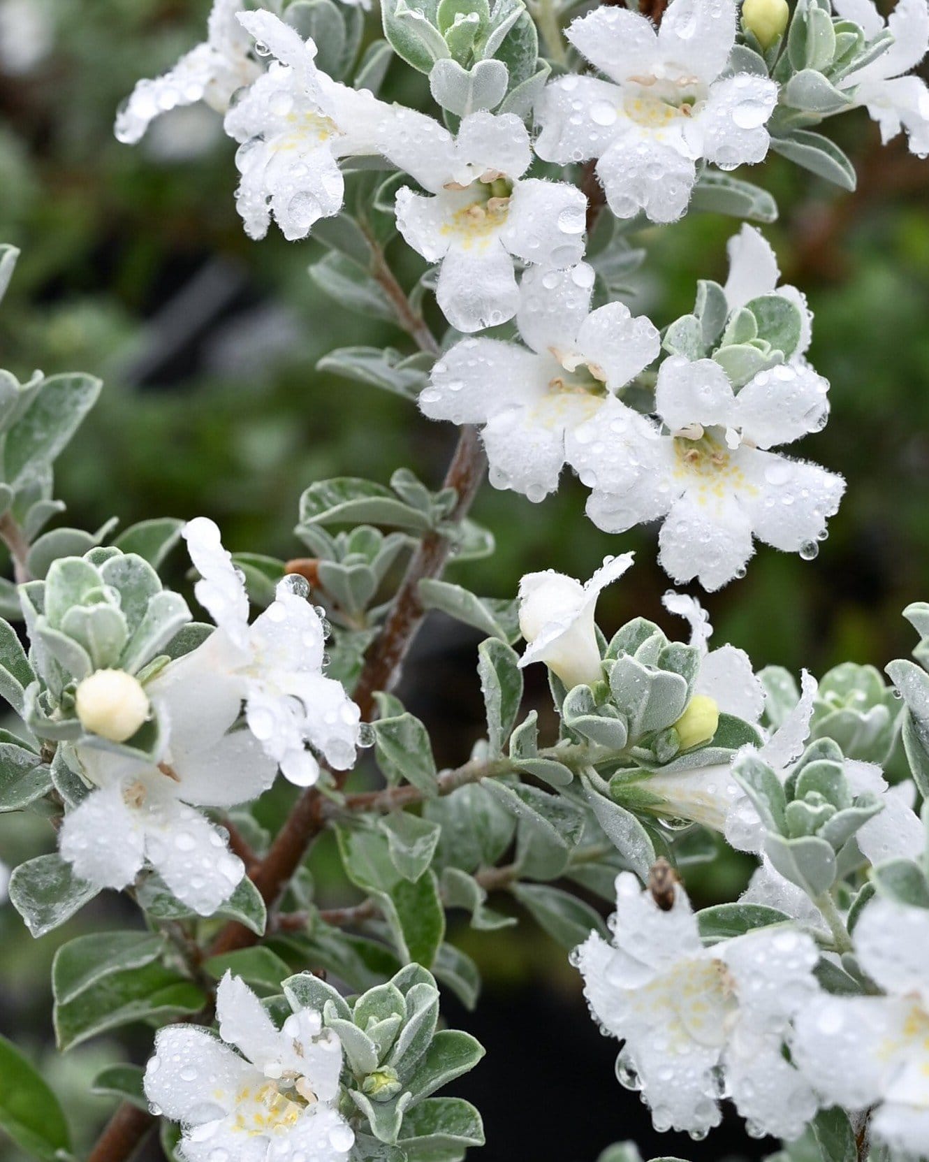 Silver Snow Texas Sage - view 4