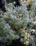 Six Hills Giant Catmint with silvery green foliage growing in a nursery container