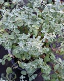 Six Hills Giant Catmint with silvery green textured foliage in a nursery container