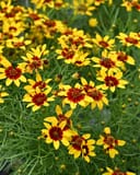 Sizzle & Spice Curry Up Coreopsis with yellow flowers and deep red centers
