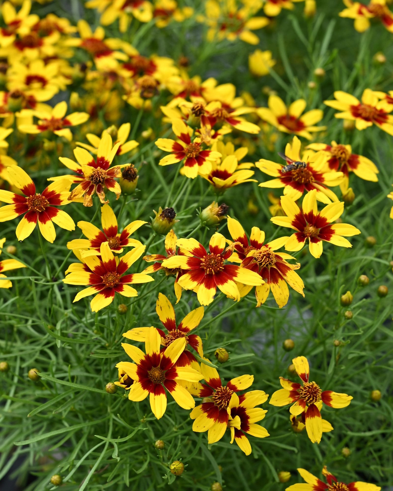 Sizzle & Spice Curry Up Coreopsis Sizzle Spice Curry Up Coreopsis yellow blooms Sizzle & Spice Curry Up Coreopsis with yellow flowers and deep red centers
