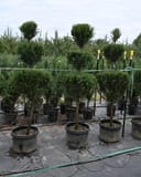 Skyrocket Juniper 3 Tier trees in containers with tiered topiary forms at the nursery