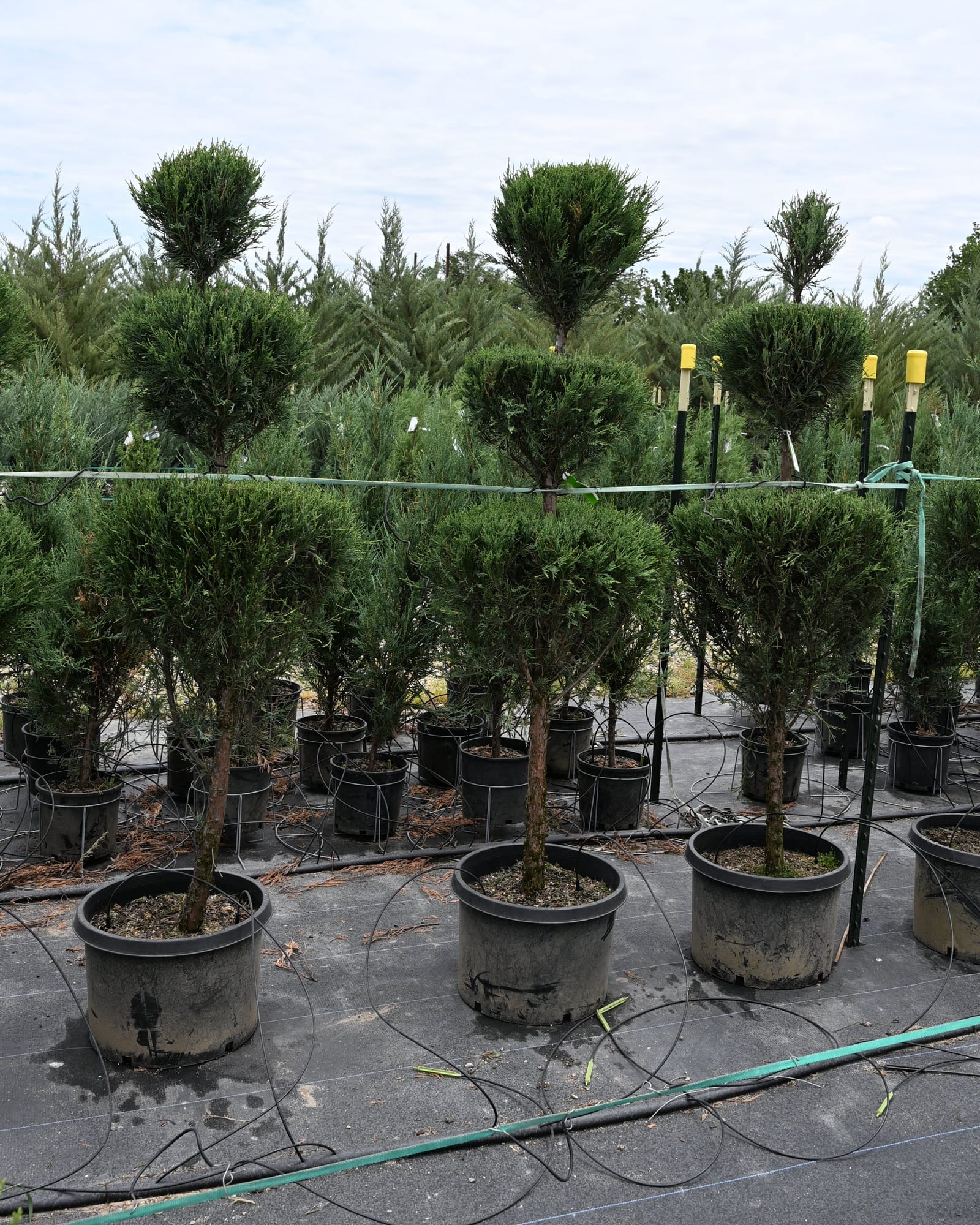 Skyrocket Juniper 3 Tier