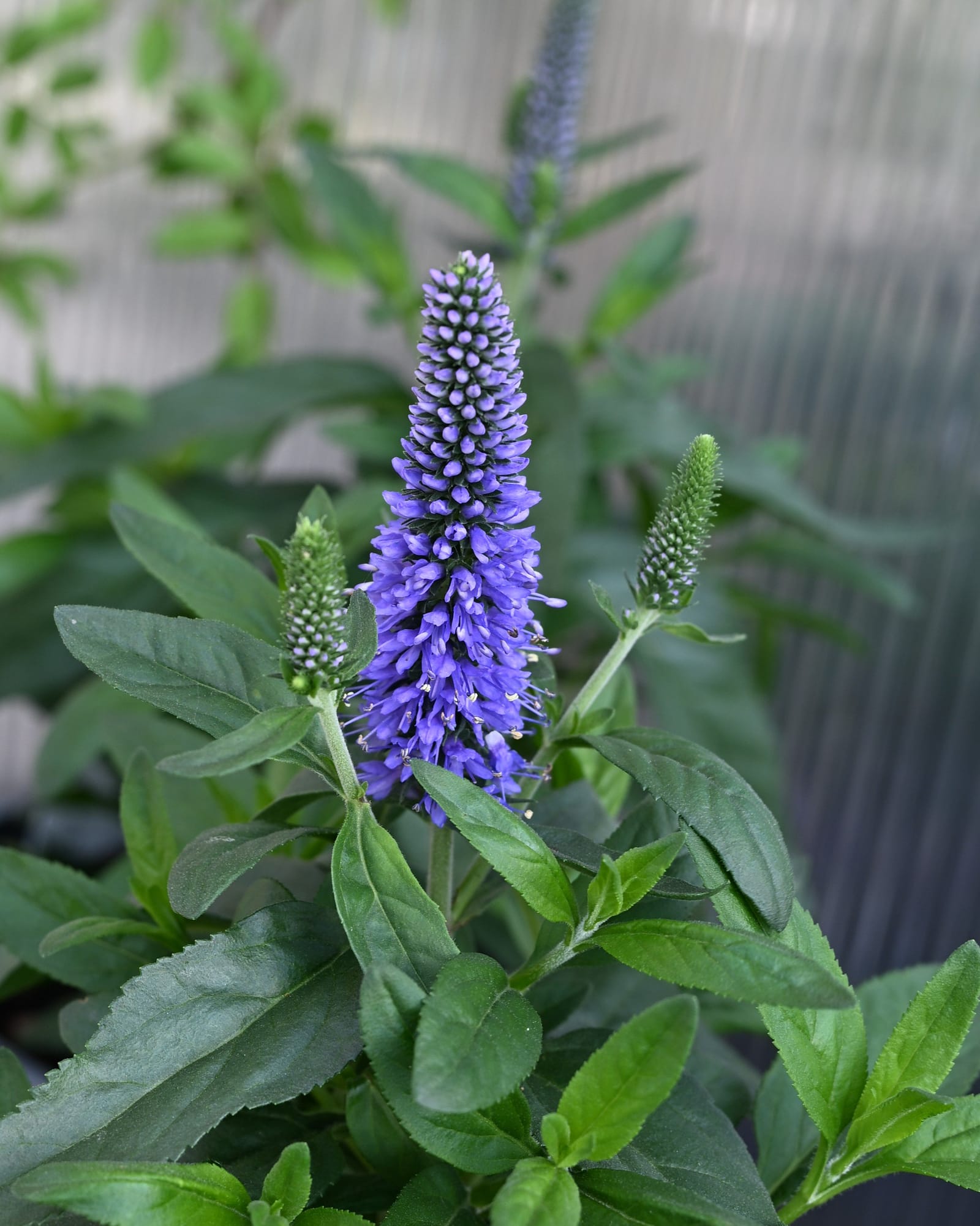 Skyward Blue Veronica purple flower spikes Skyward Blue Veronica with tall spikes of purple flowers and green lance-shaped leaves