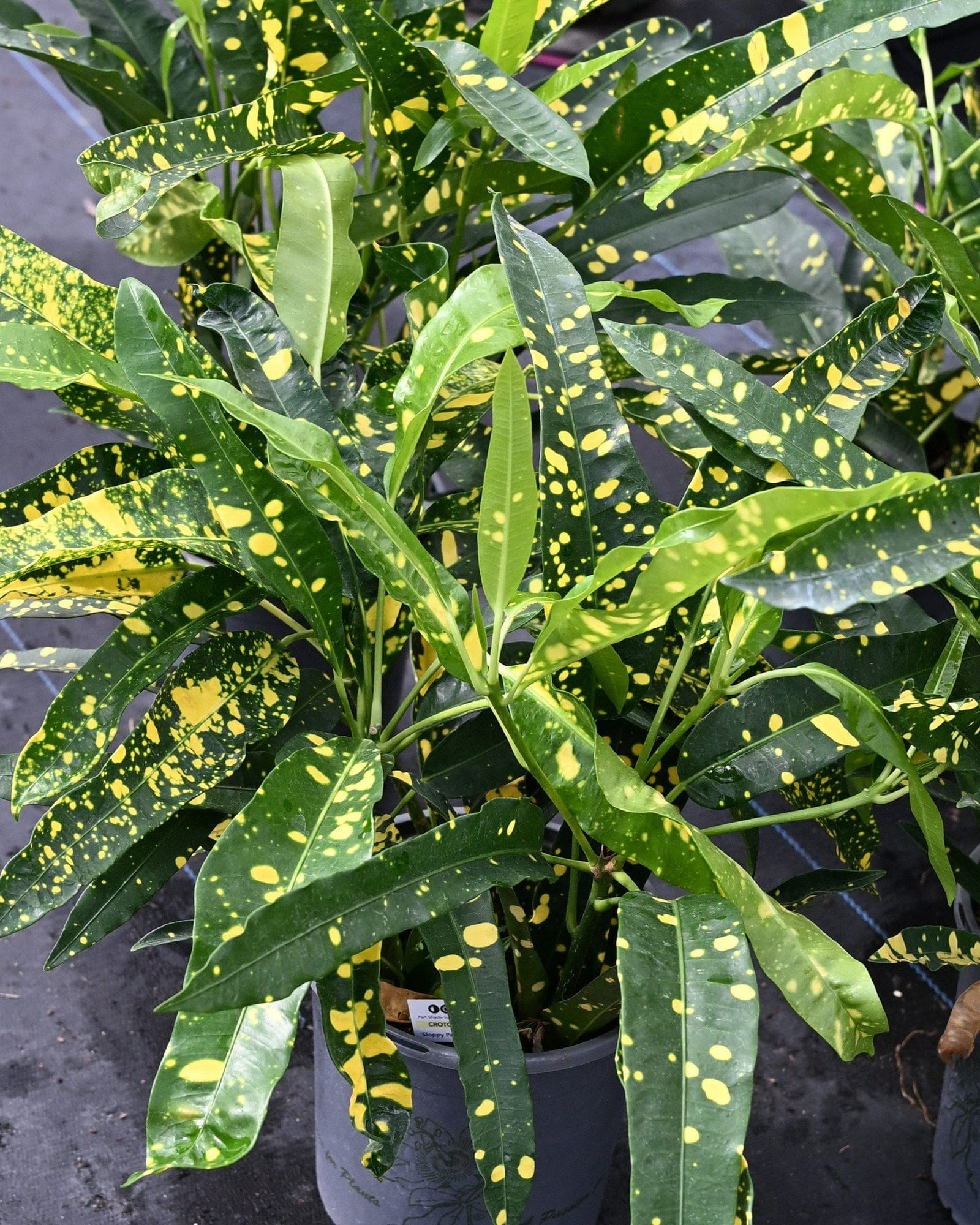 Sloppy Painter Croton
