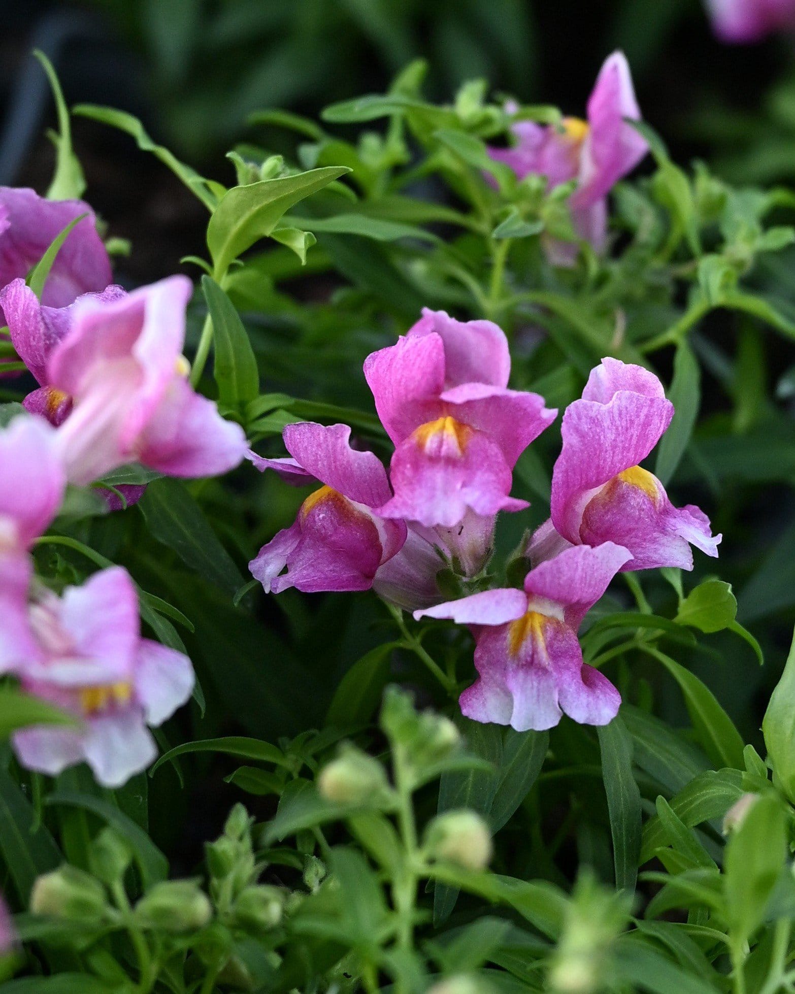 Snapshot Purple Snapdragon - Main Image