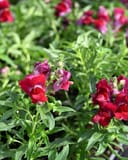 Snapshot Red Snapdragon with bright red and pink flowers among dense green foliage