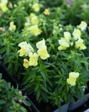 Snapshot Yellow Snapdragon - Main Image