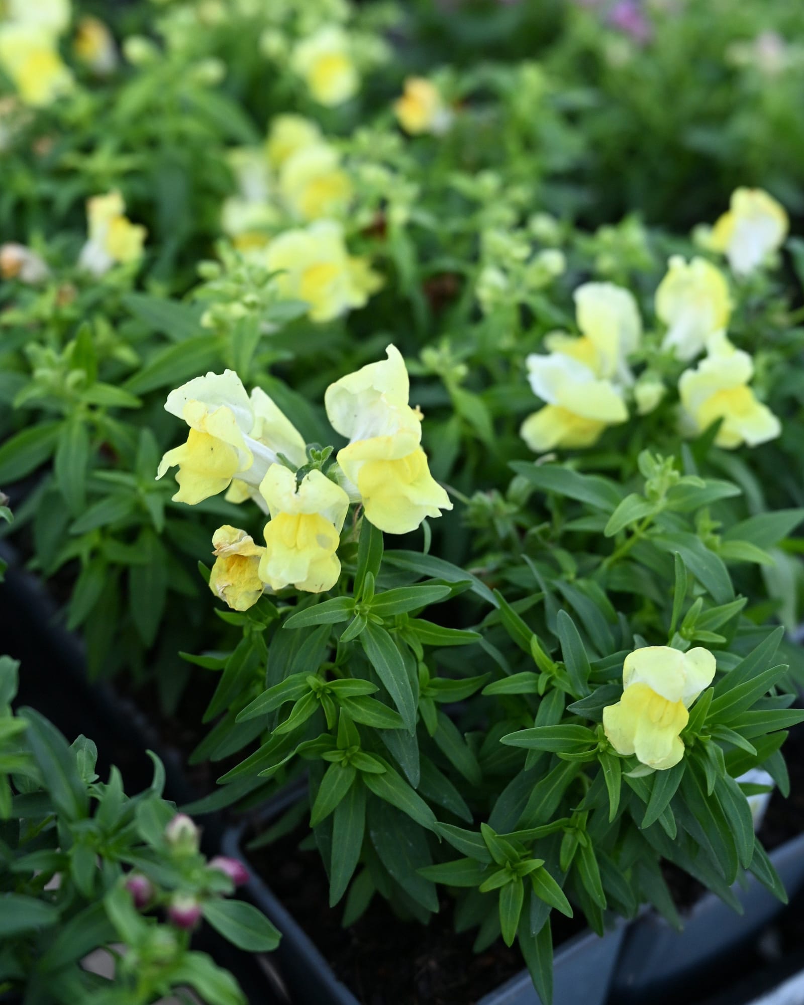 Snapshot Yellow Snapdragon