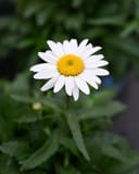 Snowcap Shasta Daisy with white petals and a yellow center among green foliage