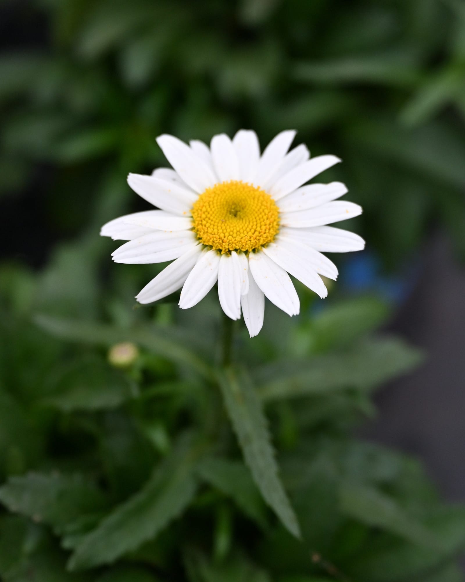 Snowcap Shasta Daisy white flower Snowcap Shasta Daisy with white petals and a yellow center among green foliage