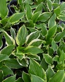 So Sweet Hosta with green leaves edged in creamy white growing in nursery containers