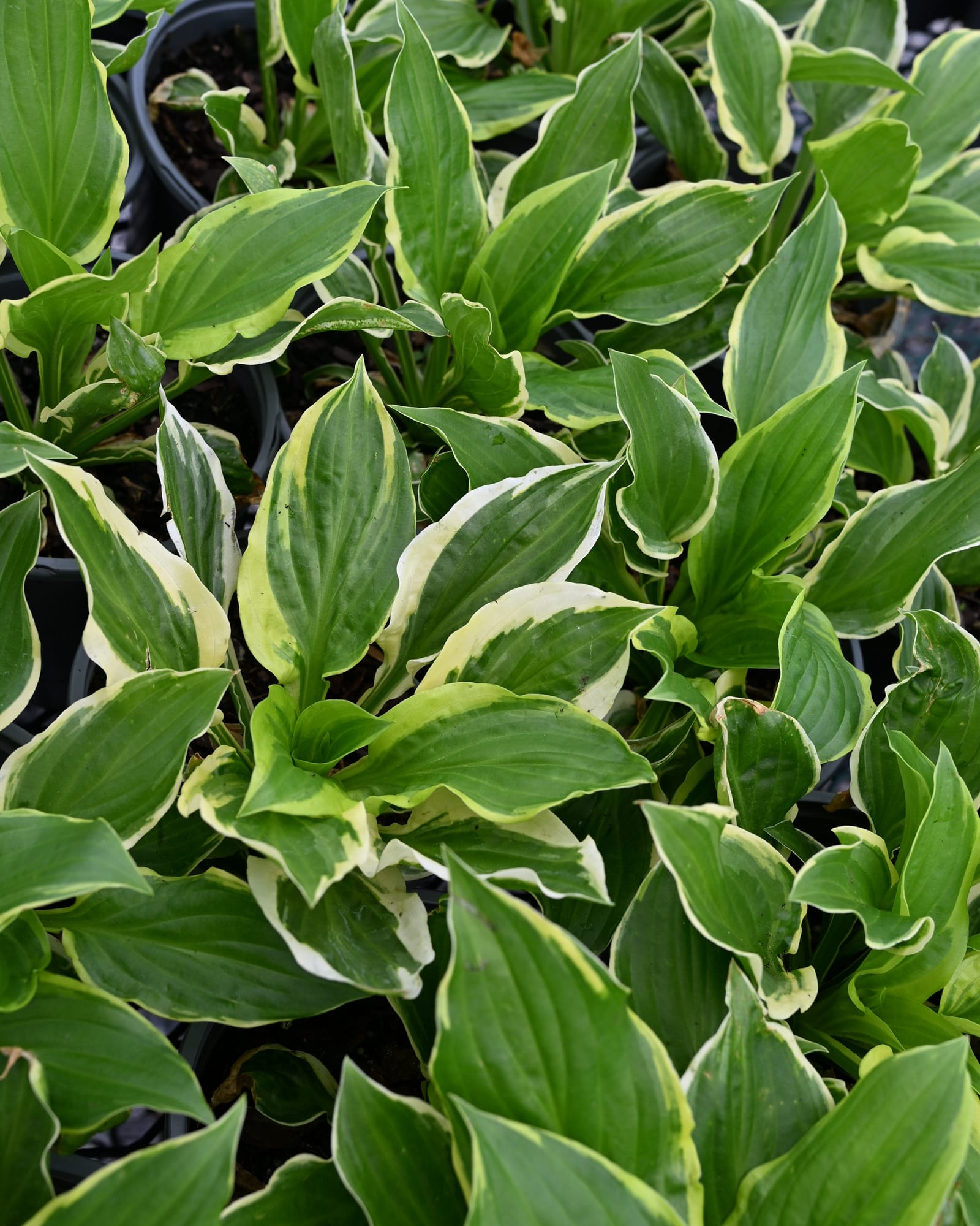 So Sweet Hosta
