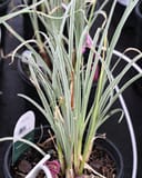 Society Garlic Variegated with slender striped leaves and pink flowers in a nursery container