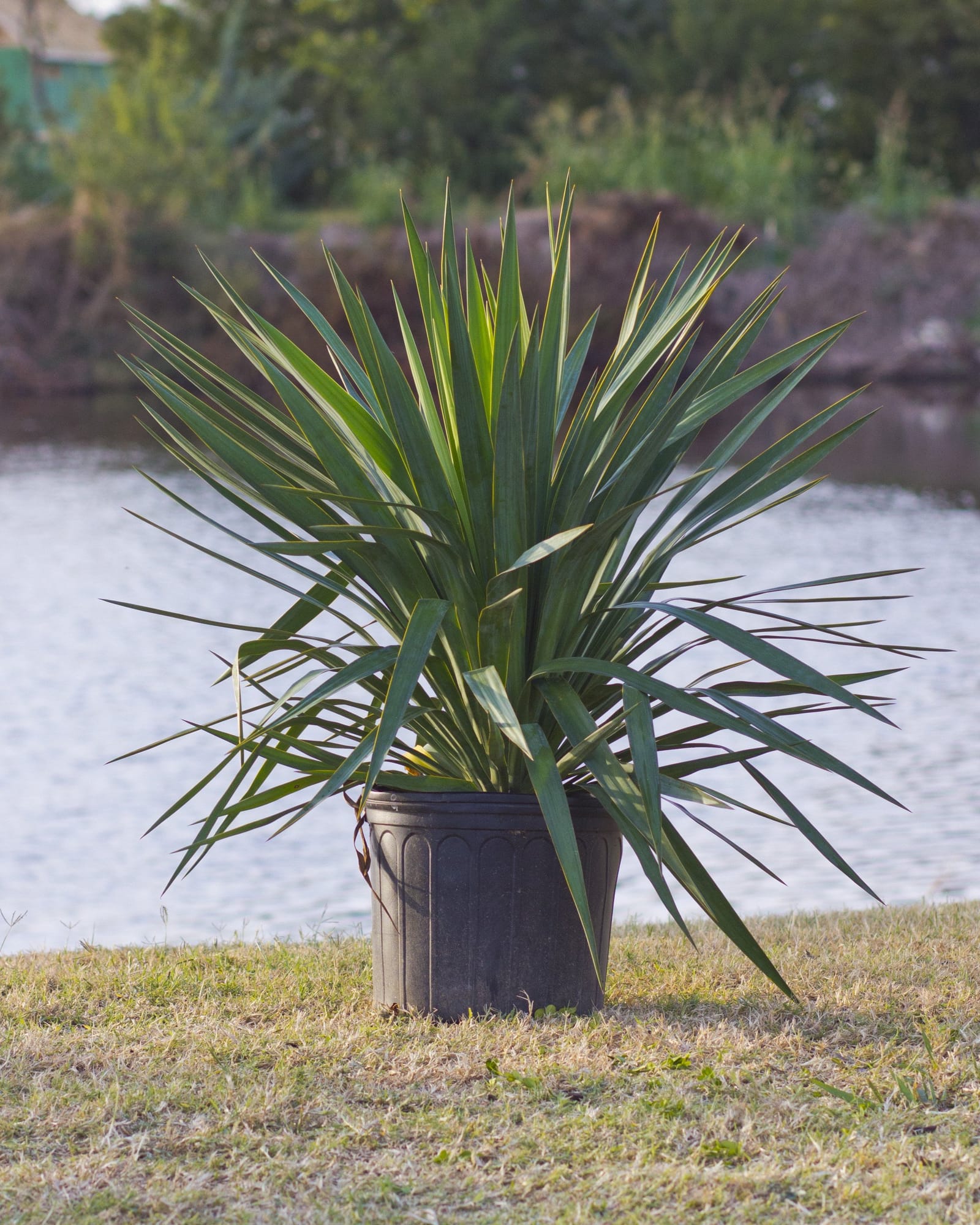 Soft Leaf Yucca - view 5