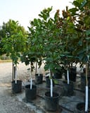 Southern Magnolia trees with glossy green foliage in black nursery containers