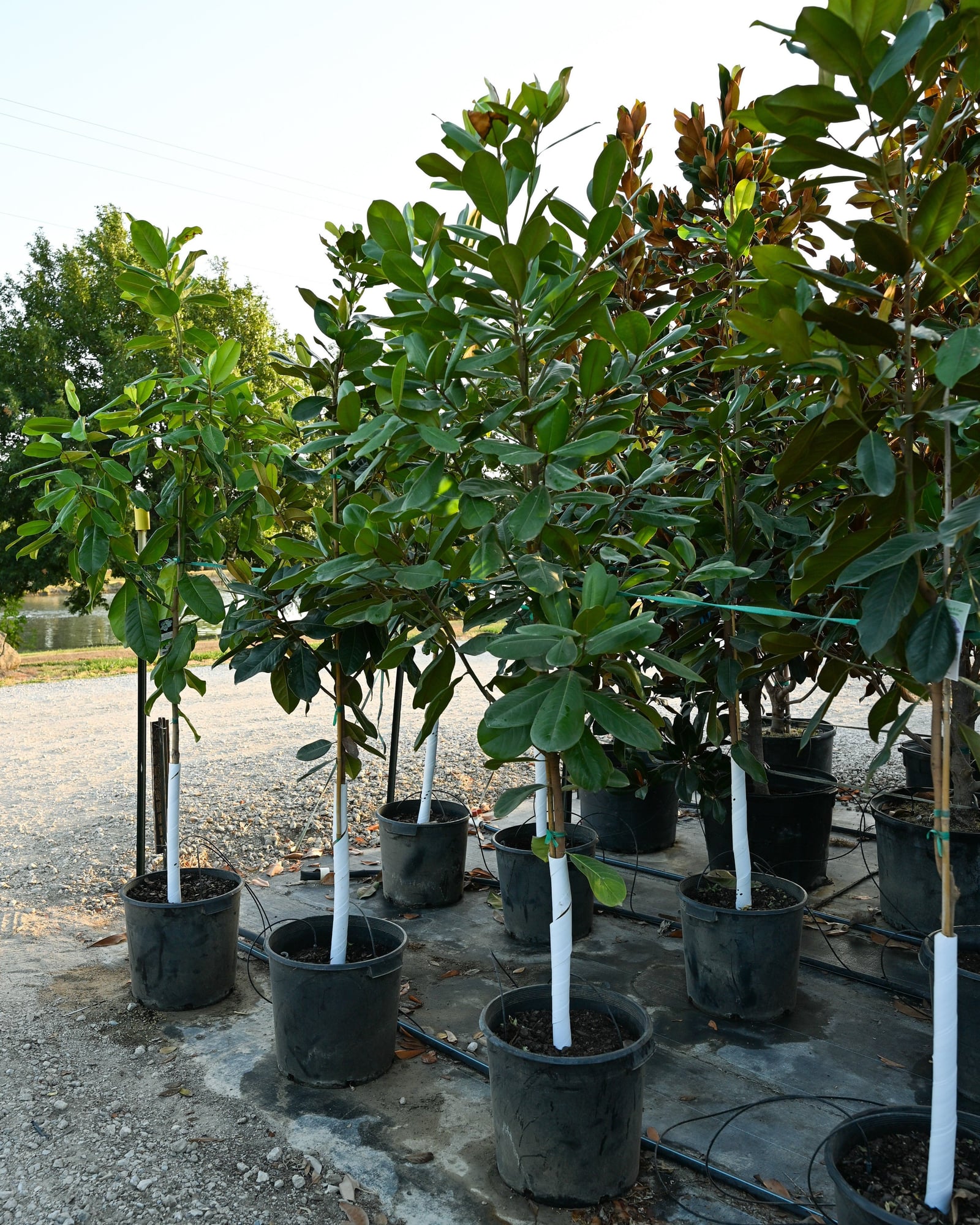 Southern Magnolia glossy green foliage Southern Magnolia trees with glossy green foliage in black nursery containers