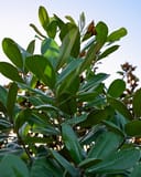 Southern Magnolia Tree Form with dense glossy green leaves and upright branching