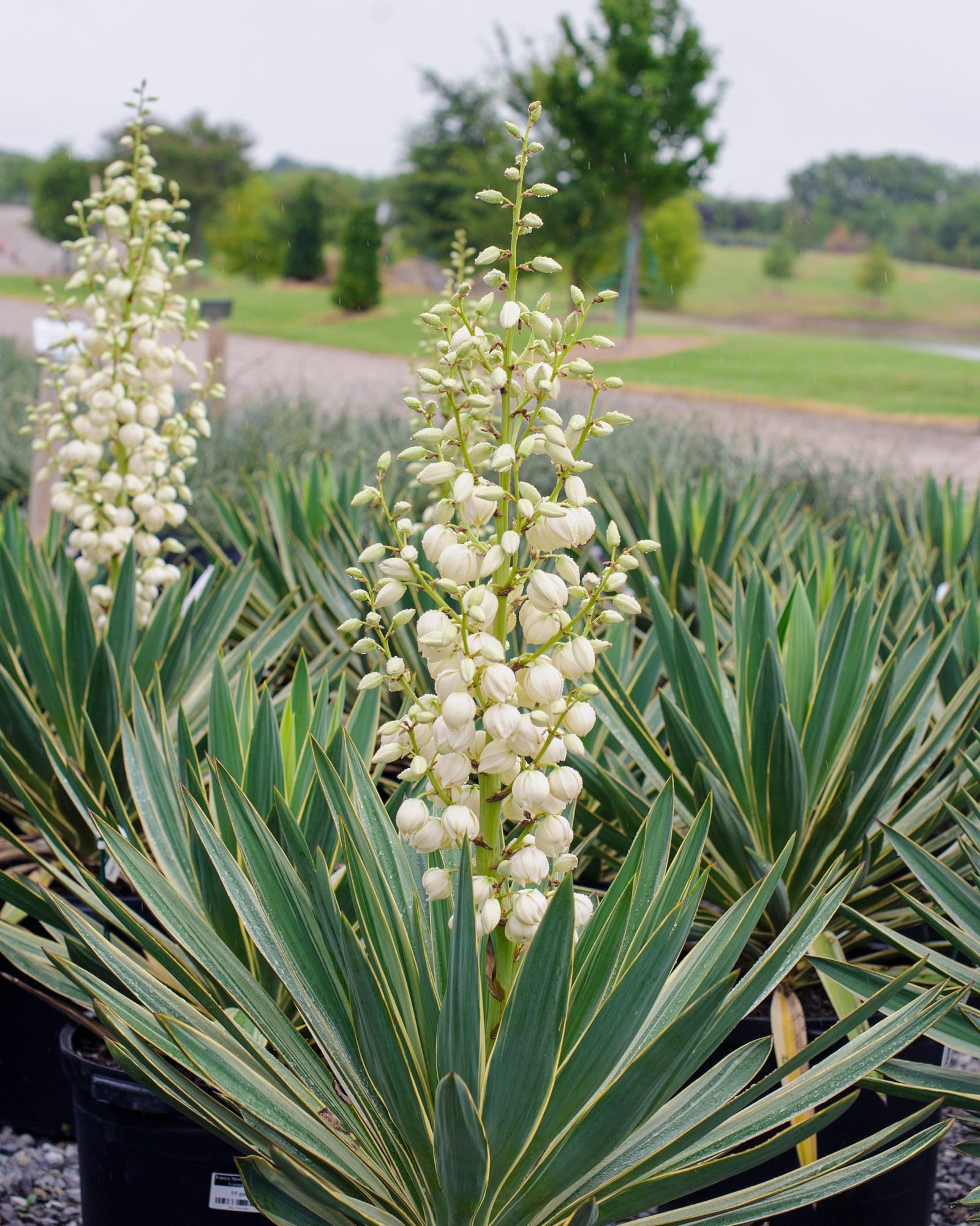Spanish Dagger Variegated Yucca