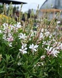 Sparkle White Gaura with white flowers and pink buds in a nursery container