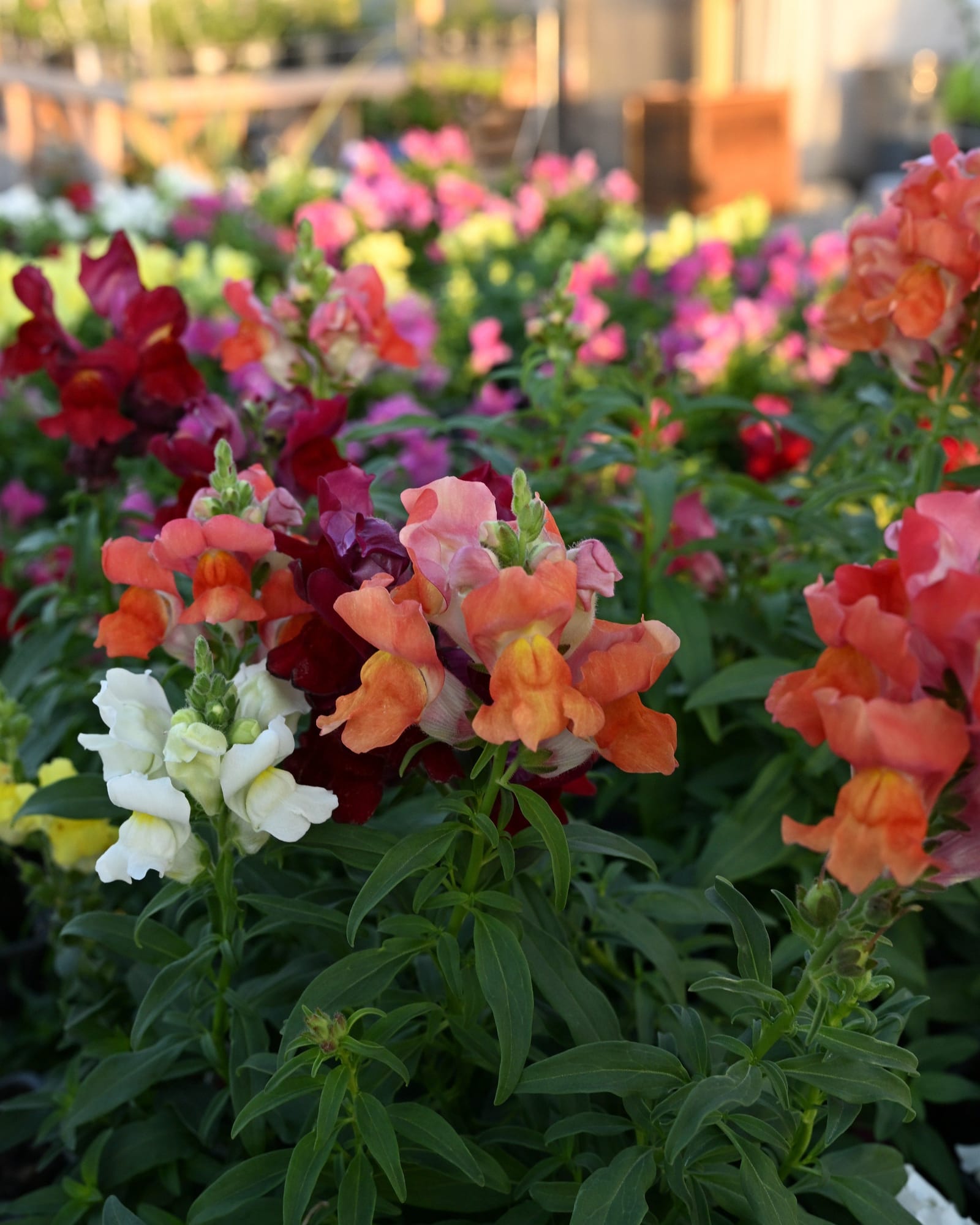 Speedy Sonnet Mix Snapdragon - view 4