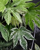 Spider's Web Japanese Aralia with deeply lobed leaves in green and creamy white variegation