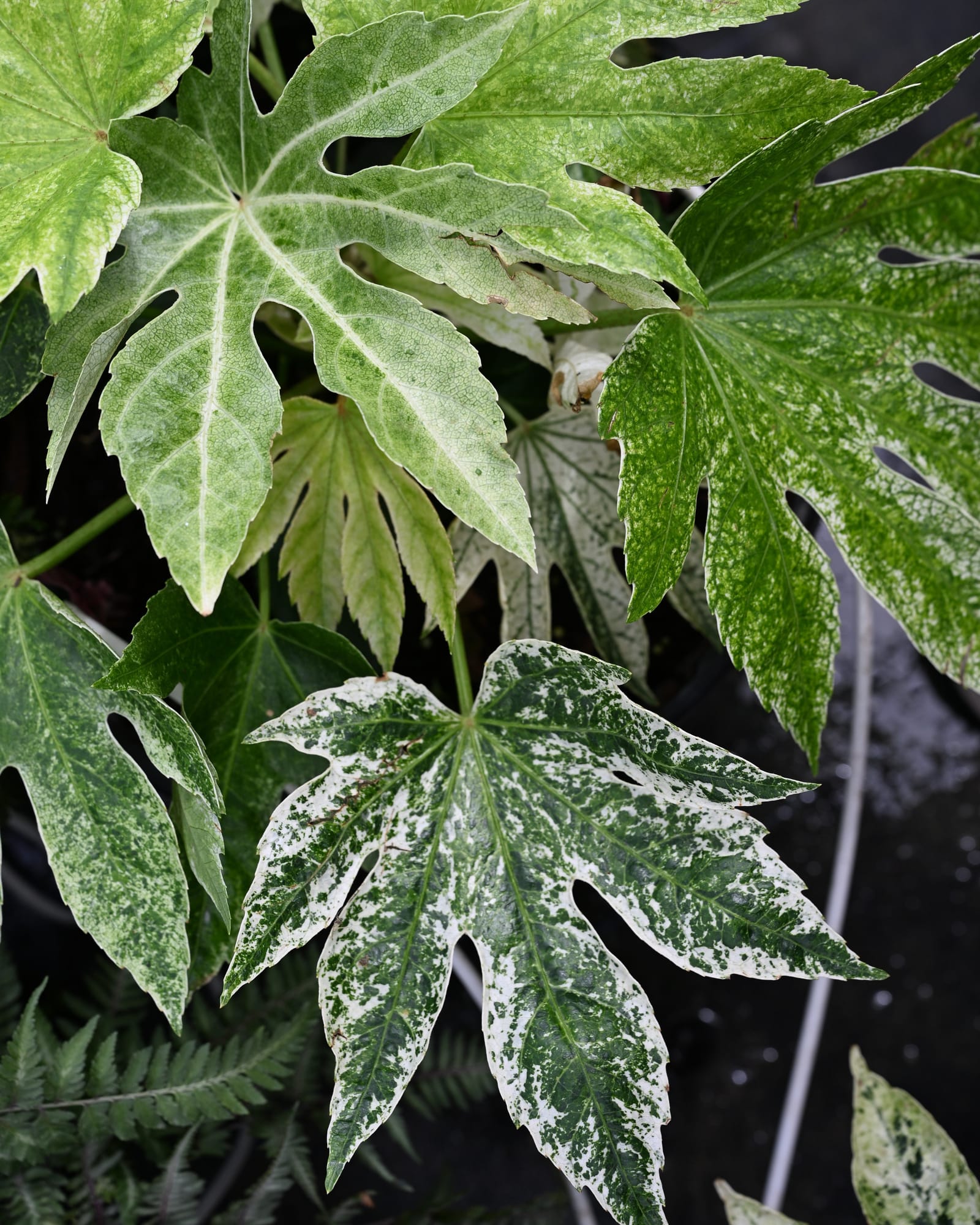 Spider's Web Japanese Aralia variegated leaves Spider's Web Japanese Aralia with deeply lobed leaves in green and creamy white variegation