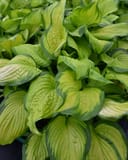 Stained Glass Hosta with lime green leaves edged in dark green