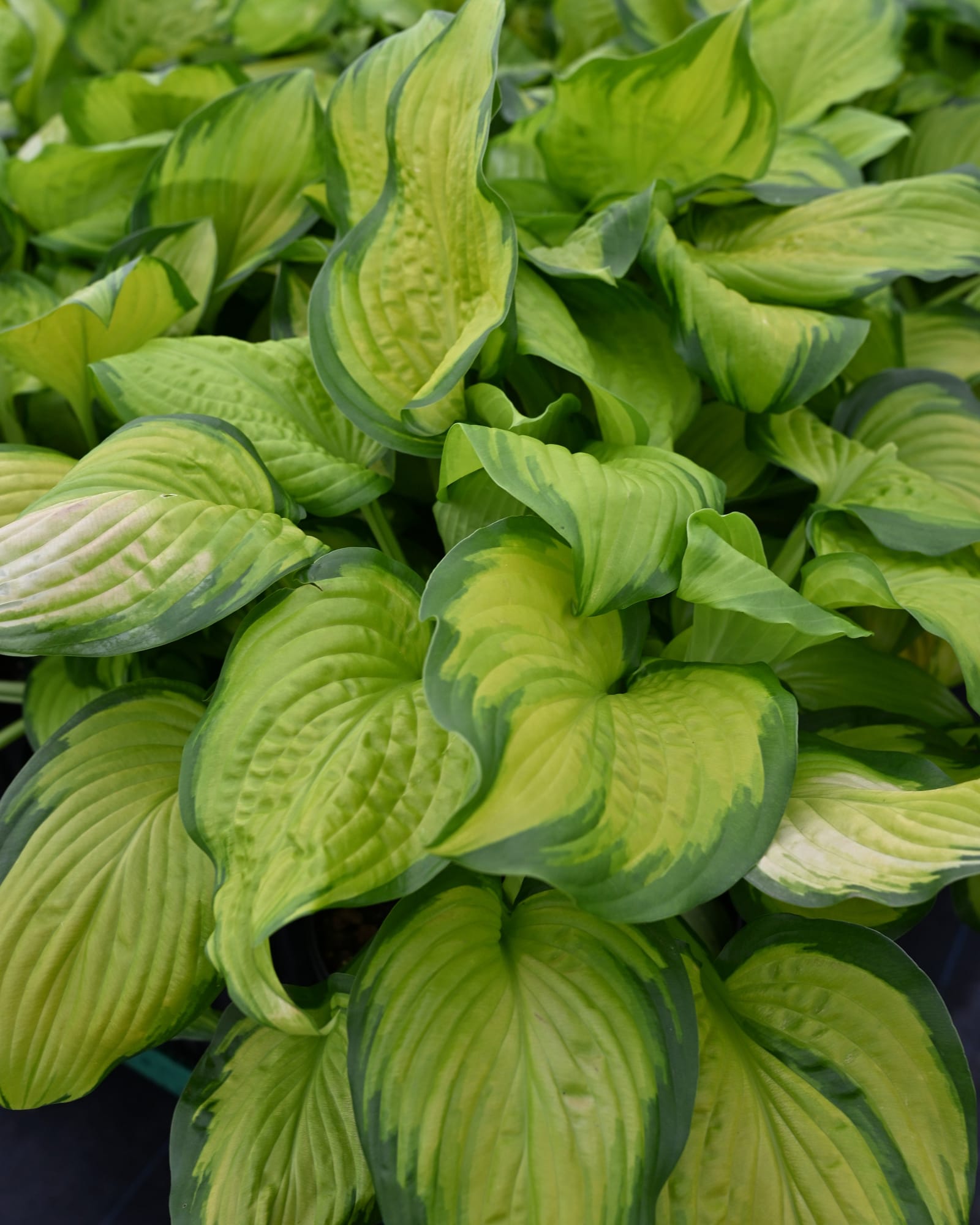 Stained Glass Hosta