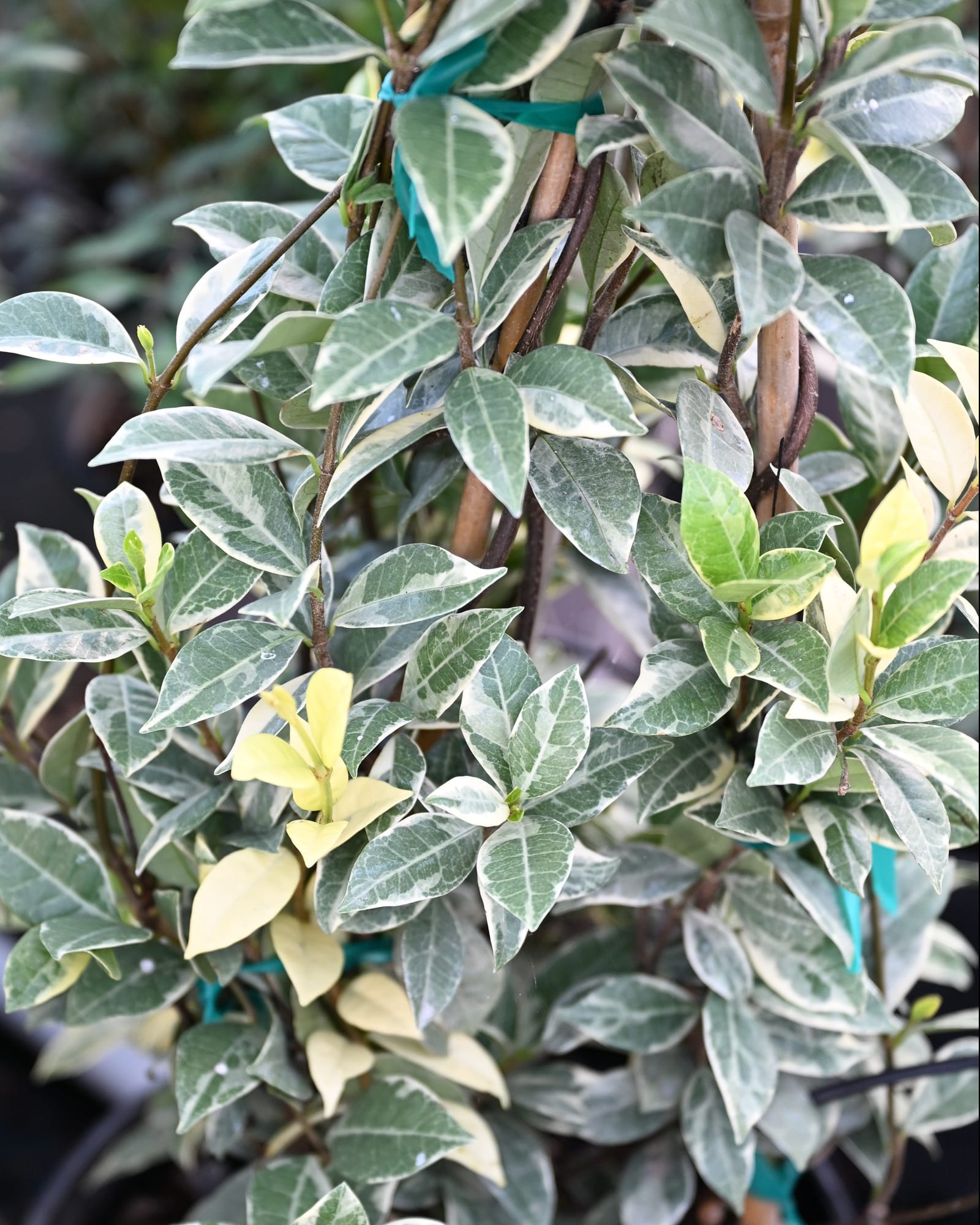 Star Jasmine Variegated