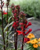 Starship Scarlet Bronze Leaf Cardinal Flower with vivid red blooms and dark bronze foliage in a garden setting